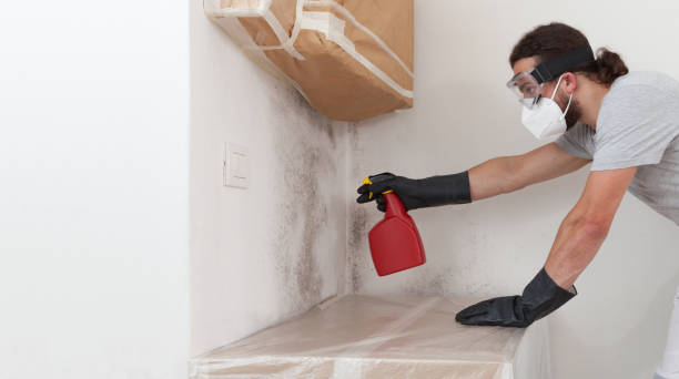 Professional Basement Mold Remediation technician working in Grant, MI
