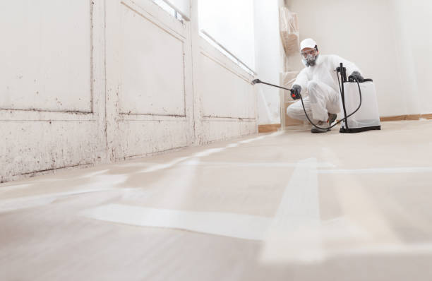 24/7 Emergency Basement Mold Remediation experts in Grant, MI
