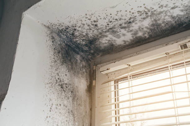 Affordable Basement Mold Remediation solutions in Grant, MI